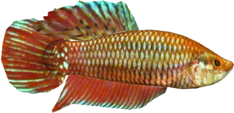 Betta F - Wrasses (646x646), Png Download