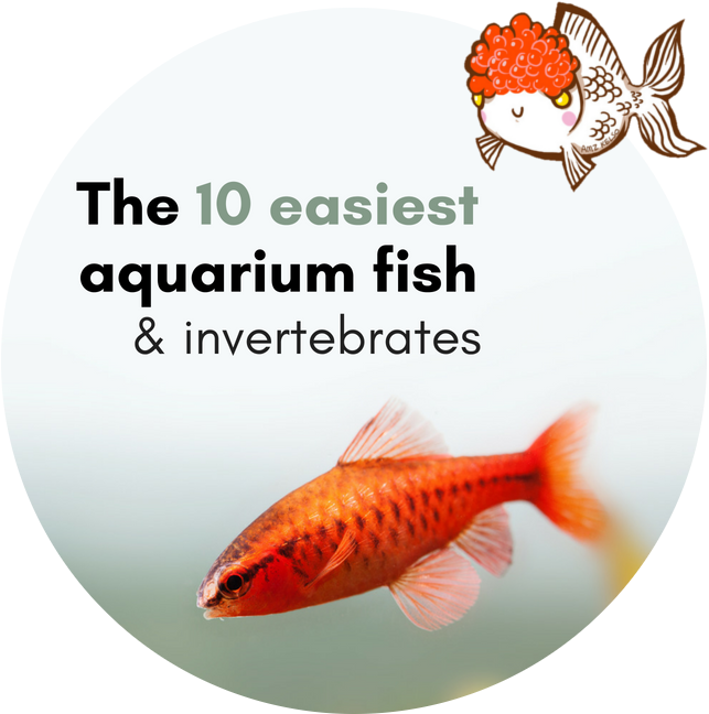 Top 10 Mistakes When Setting Up A Fish Tank Aquariadise - Feeder Fish (710x729), Png Download
