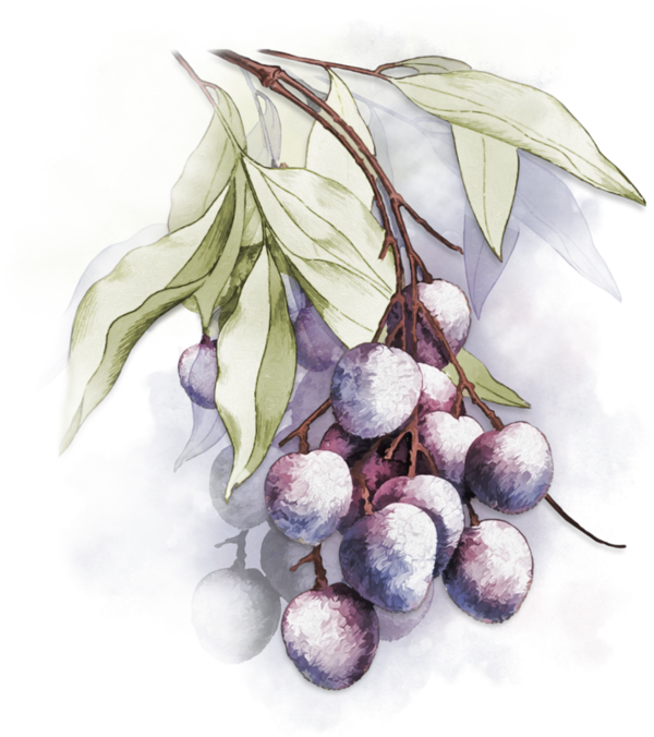 Fruits,tubes - Beach Plum (600x676), Png Download