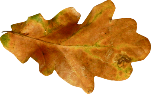 Autumn Leaves Png Picture - Transparent Png Brown Leaves (500x313), Png Download