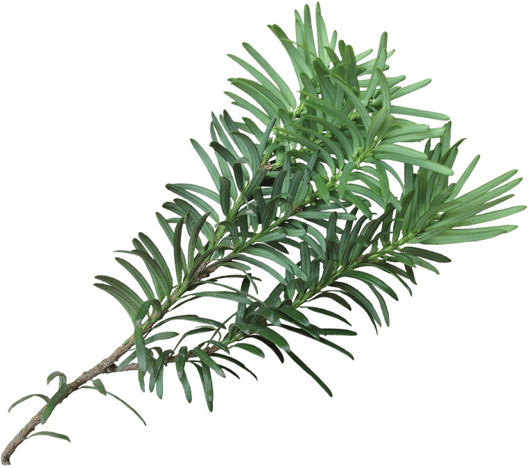 My Christmas Letter Must Sometimes Sound A Bit Like - Western Yew (763x675), Png Download