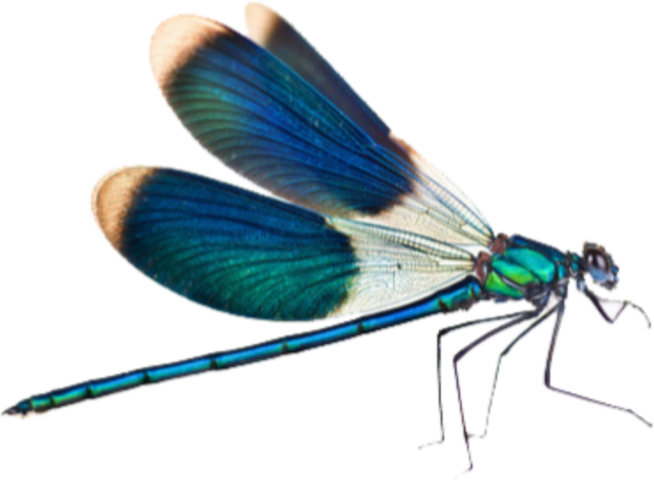 Libelle Png (654x480), Png Download