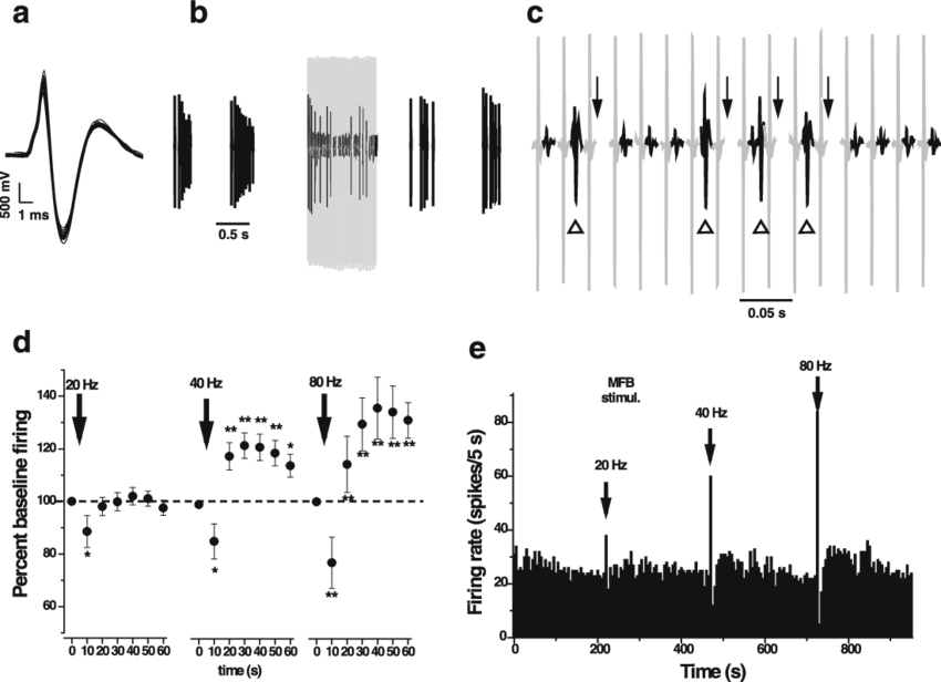Stimulation Of The Mfb Induces Antidromic Action Potentials - Diagram (850x616), Png Download