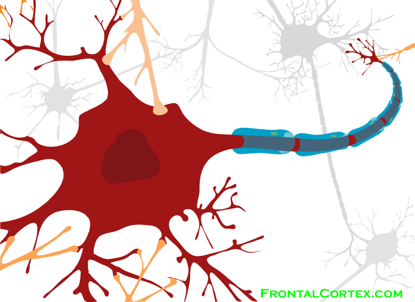 Neuron Cell Diagram (819x596), Png Download