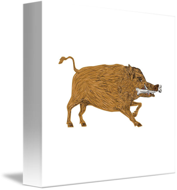 Wild Bone In Mouth - Boar (606x650), Png Download