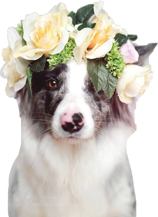 Aesthetics Flowercrown Flower - Dog In Flowers Wallpaper Iphone (533x731), Png Download