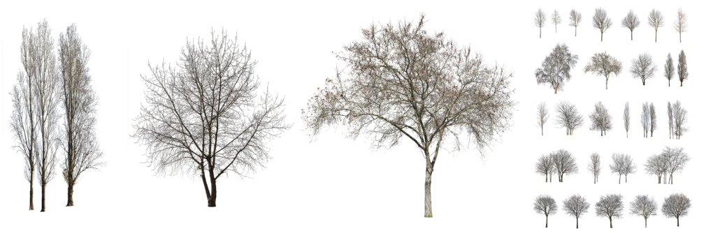 The Founders Of Cutout-trees Are Experienced Landscape - Oak (1024x333), Png Download