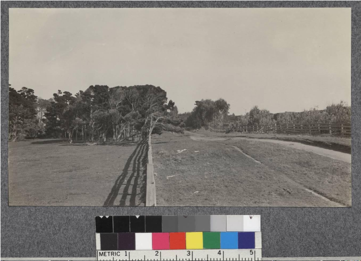 Influence Of Ocean Winds On Eucalyptus At Fort Bragg, - Street (800x700), Png Download