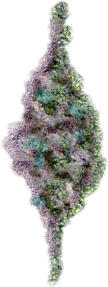 06 Feb 2009 - Christmas Tree (426x991), Png Download