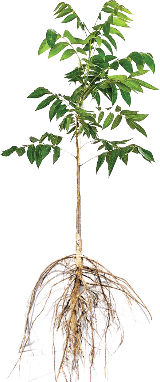 Nursery Tree Pricing - Tree (521x1240), Png Download