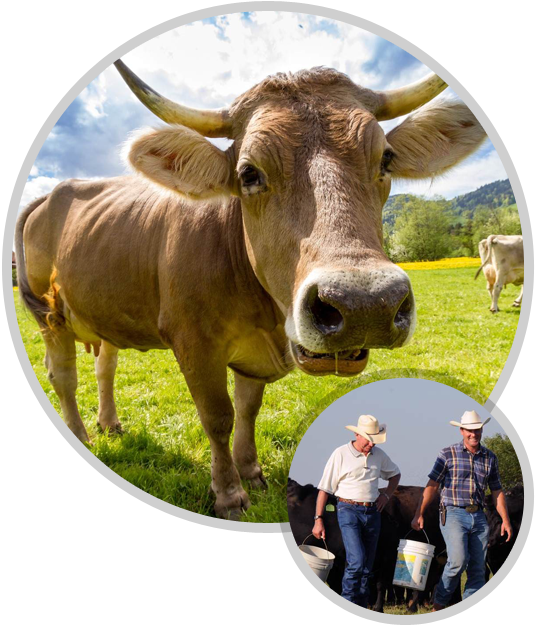 Eating Beef Provides Essential Nutrients To Your Body - Cow Eating Feeds Png (566x655), Png Download