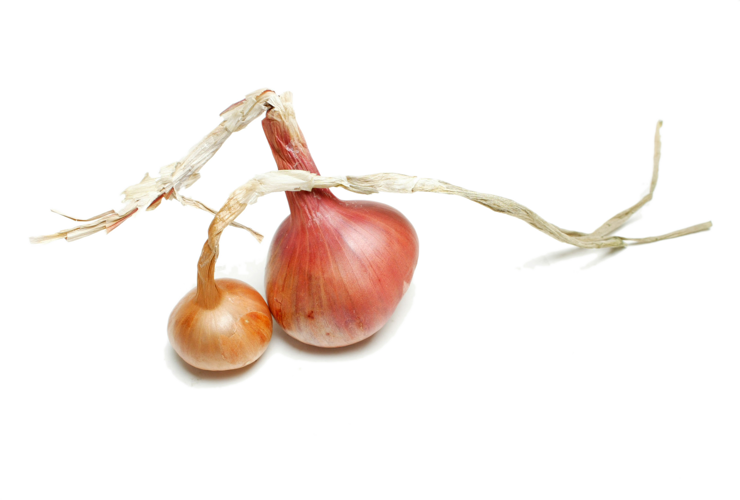 Contact Usfind Out More - Still Life Photography (2396x1619), Png Download