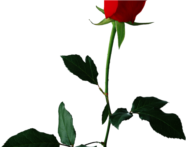 White Rose Clipart Valentine Single Rose - Rose Flower Transparent Background (640x480), Png Download