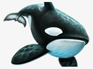 Killer Whale Png Transparent Images - Killer Whale