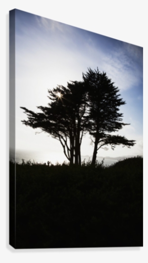 The Silhouette Of A Tree Against A Bright Blue Sky - Posterazzi The ...