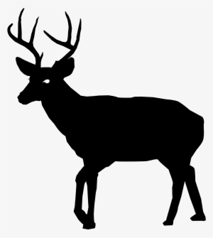 Whitetail Deer Pumpkin Stencil