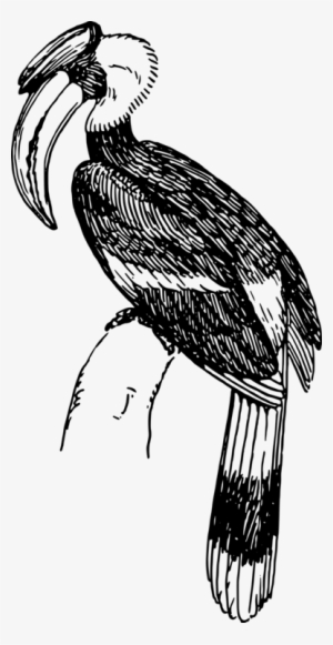 68 Koleksi Sketsa Gambar Burung Enggang Gratis