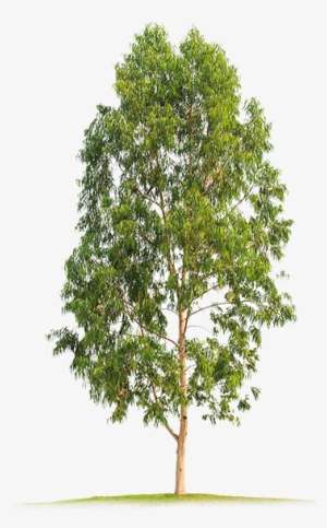 neem tree png png images png cliparts free download on seekpng neem tree png png images png cliparts