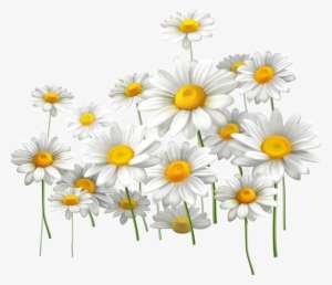 Download Bouquet Vector Daisies - Oxeye Daisy | Transparent PNG ...