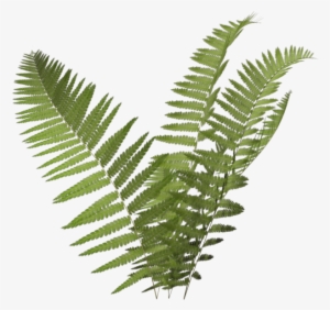 Fern Png Images Png Cliparts Free Download On Seekpng Fern Png Images Png Cliparts Free Download On Seekpng