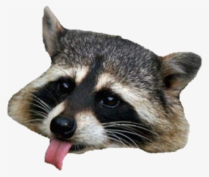 Raccoon Png Images Png Cliparts Free Download On Seekpng - raccoon face roblox