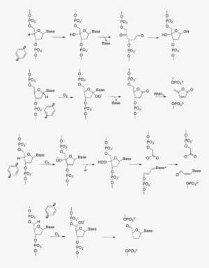 Different Mechanisms Of Dna Cleavage By P-benzyne - Writing PNG Image ...