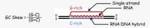 Dna Hybrid Forces The Second Dna Strand Into A Looped - R Loop Dna Rna ...
