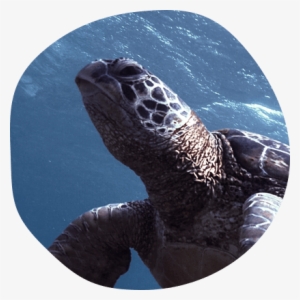 Kemp's Ridley Sea Turtle PNG Image | Transparent PNG Free Download on ...