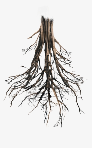 Thanks For Watching - Tree Roots Png PNG Image | Transparent PNG Free ...