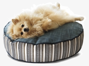 beautiful dog beds