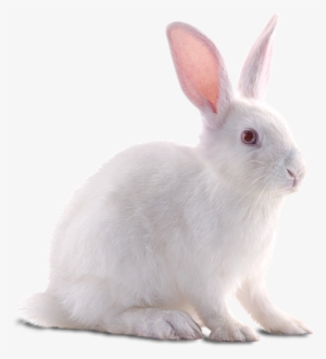Free Icons Png - White Rabbit Png PNG Image | Transparent PNG Free ...