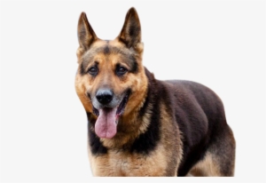 huge german shepherd breed