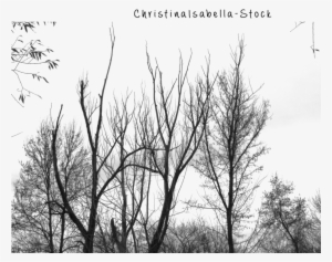 forest silhouette png images png cliparts free download on seekpng forest silhouette png images png