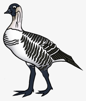 Bird Pencil And In Color - Hawaii State Bird Clip Art PNG Image ...