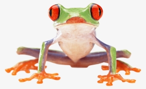 Crazy Green Frog Png Image - Tree Frog Png