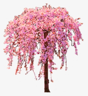 Download Cherry Blossom Tree Png Graphic Library Download - Cherry ...