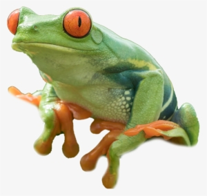 Red Eyed Tree Frog Png