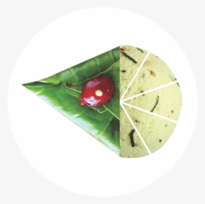 potfolio item paan png image transparent png free download on seekpng potfolio item paan png image