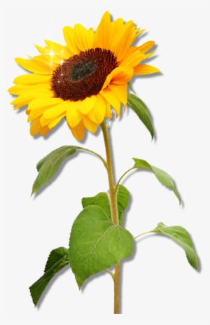Download Sunflower PNG Images | PNG Cliparts Free Download on SeekPNG