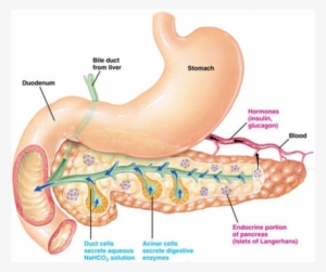 Pancreas Meaning In Urdu Png Image Transparent Png Free Download On Seekpng