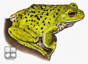 Png Royalty Free Library Bullfrog Drawing Pen - Forest Green Tree Frog Mug