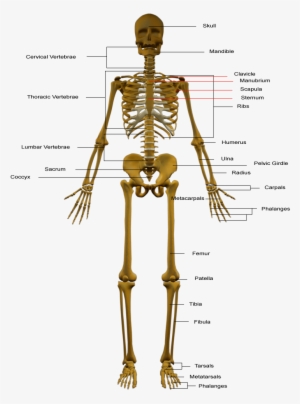 Skeletal System: Rea Quick Access Reference Chart PNG Image ...