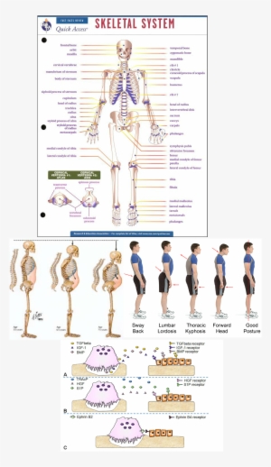 Skeletal System: Rea Quick Access Reference Chart PNG Image ...