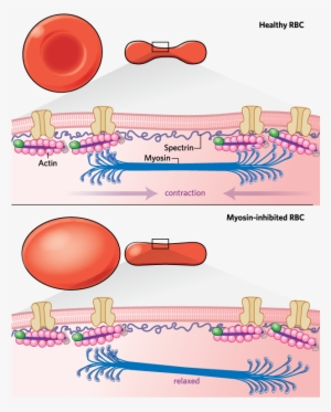 In A Pinch - Red Blood Cell PNG Image | Transparent PNG Free Download ...