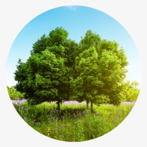 Computer Png Tree Beautiful-tree - Laptop PNG Image | Transparent PNG Free Download on ...