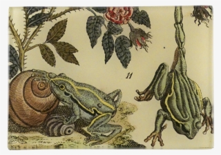2 Frogs 2 Frogs - Giclee Painting: European And Italian Tree Frogs, 24x16in.