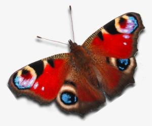 Download Peacock Butterfly Peacock Butterfly Png Png Image Transparent Png Free Download On Seekpng