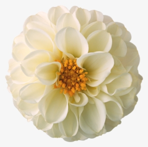 Flores Png Png Images Png Cliparts Free Download On Seekpng