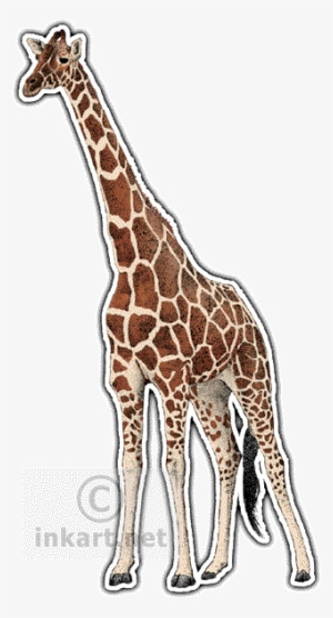 Rectangular Giraffe Fluorescent Red Rectangle Stickers - Blank Sticker Label Png PNG Image ...