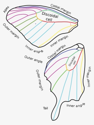 Open Skeleton Butterfly Wing Anatomy PNG Image Transparent PNG Free open-skeleton-butterfly-wing-anatomy-png-image-transparent-png-free